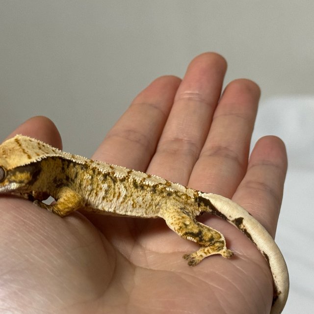 노멀 드리피 화이트스팟