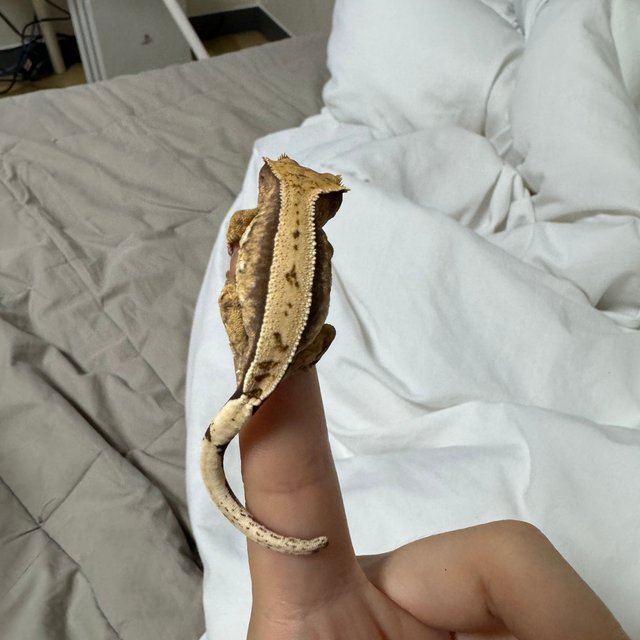 노멀 쿼드 화이트스팟