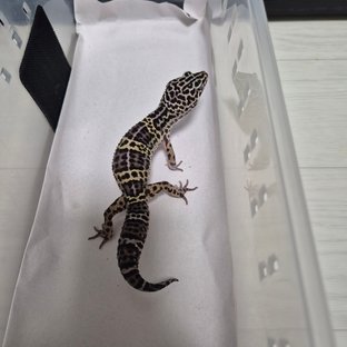 스노우 블랙나이트