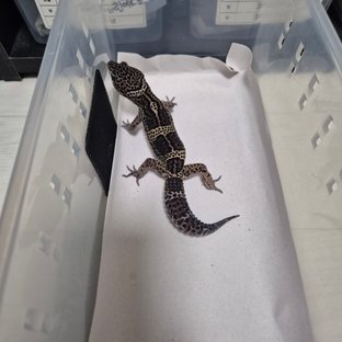 스노우 블랙나이트