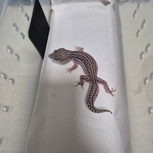 슈퍼스노우 블랙나이트