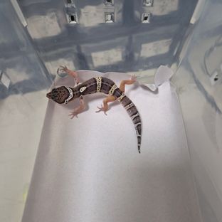 스노우 블랙나이트