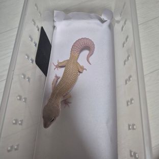 머피 패턴리스