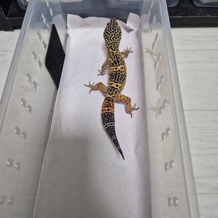 스노우 블랙나이트 트램퍼알비노