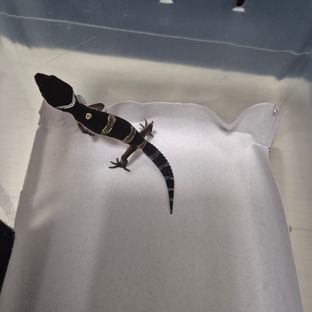 스노우 블랙나이트