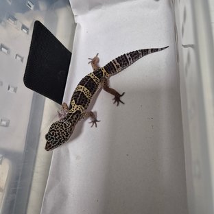 스노우 블랙나이트