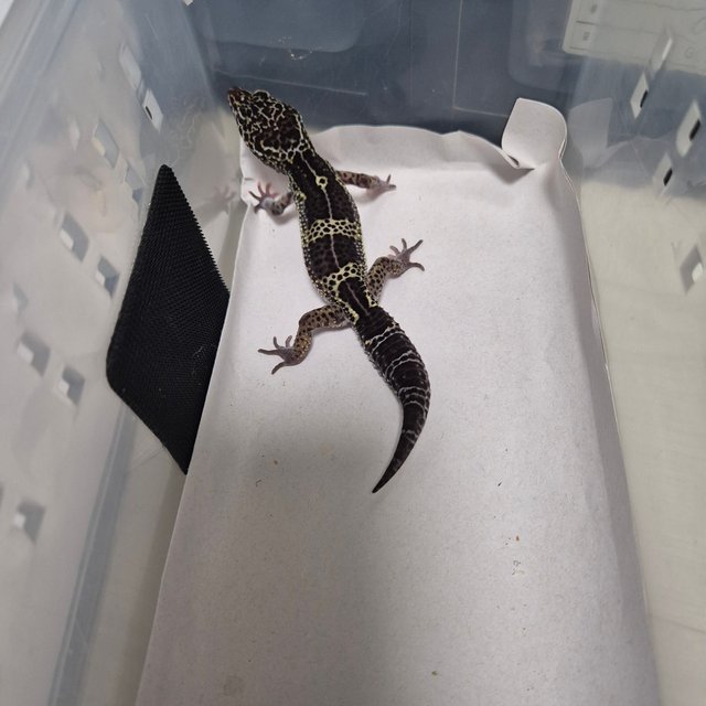 스노우 블랙나이트