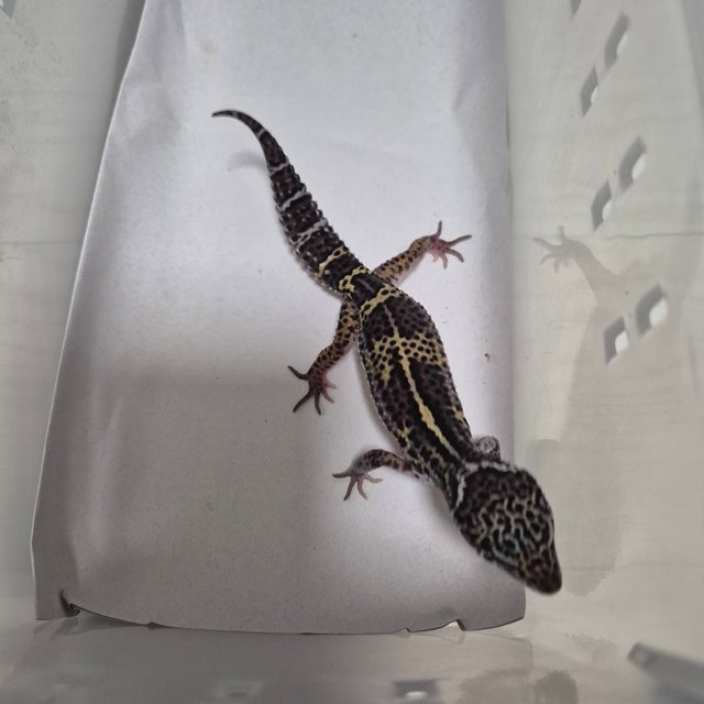 스노우 블랙나이트