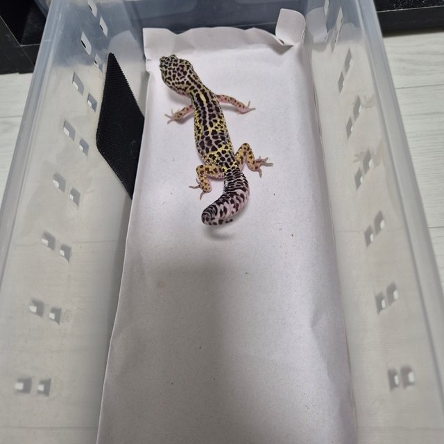 스노우 블랙나이트