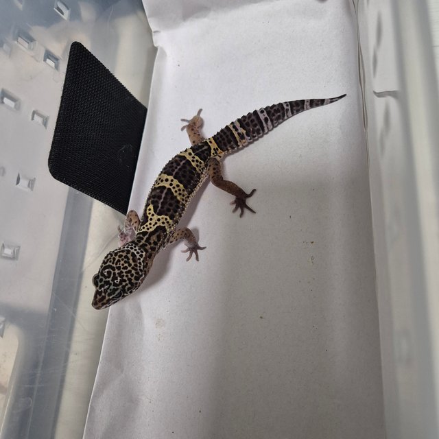 스노우 블랙나이트