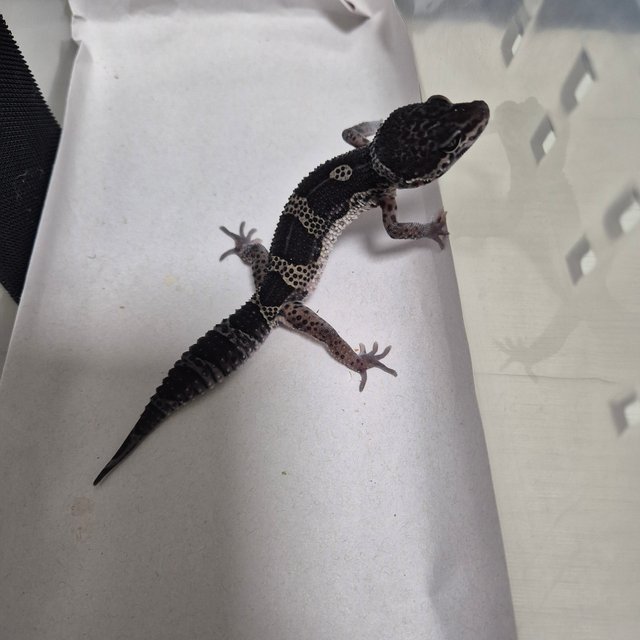 스노우 블랙나이트