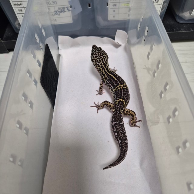 스노우 블랙나이트