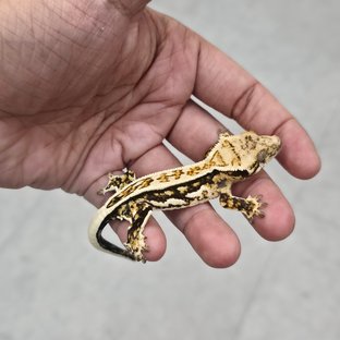 노멀 쿼드 풀핀