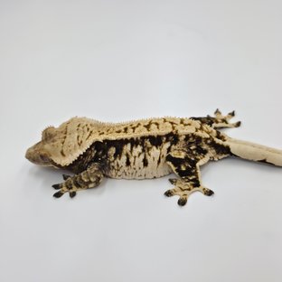 노멀 트라이 익스트림할리퀸