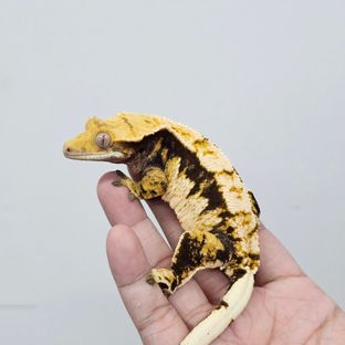 트라이