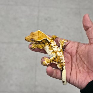 트라이 익스트림할리퀸