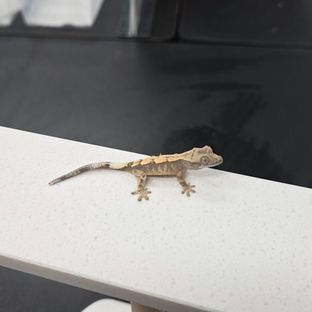 세이블