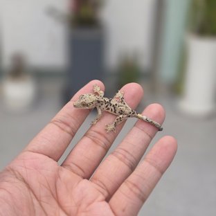 퐁고라인
