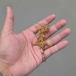 퐁고라인