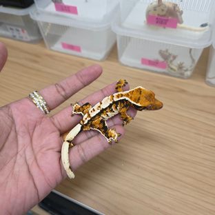 트라이 텐저린