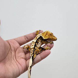 트라이