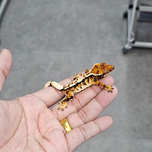트라이 텐저린
