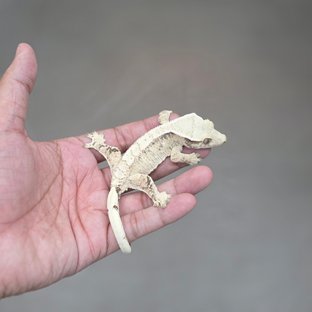 Normal Drippy White Spot