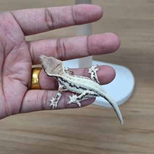 Feedle | Import your Geckos & Reptiles