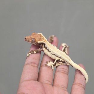 100% Het Axanthic Frappuccino