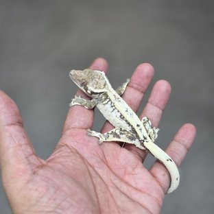 Sable Quad White Spot