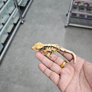 트라이