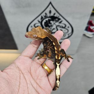 카푸치노