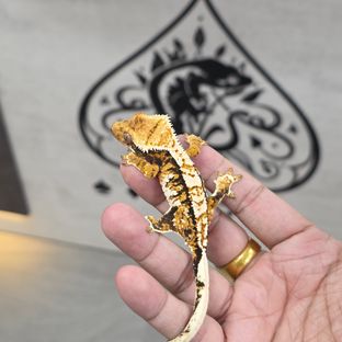 트라이