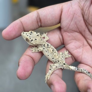 Super Dalmatian