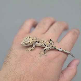 Super Dalmatian