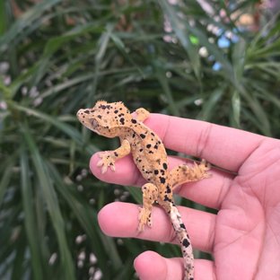 Super Dalmatian
