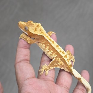 100% Het Axanthic