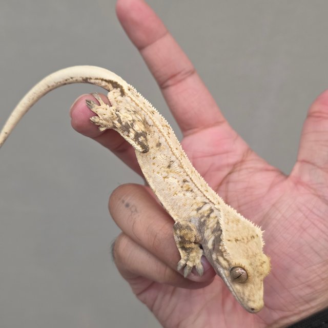 Normal White Spot Drippy