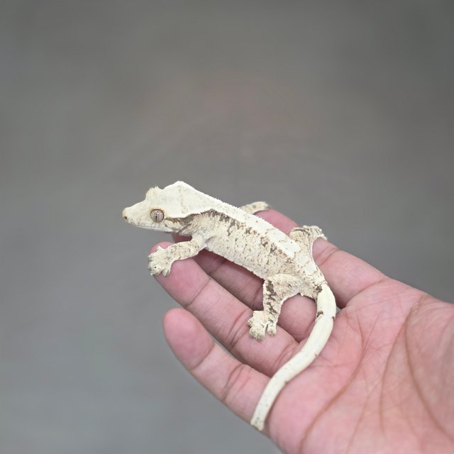 Normal Drippy White Spot