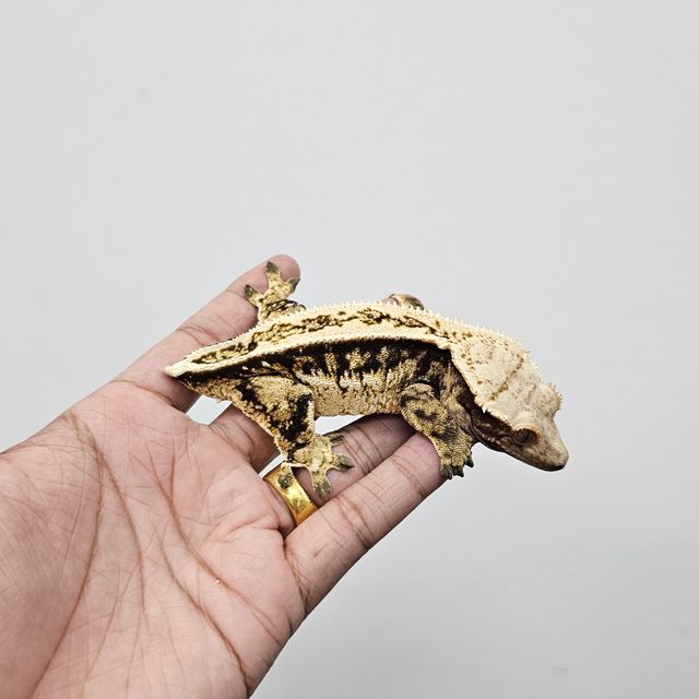 트라이
