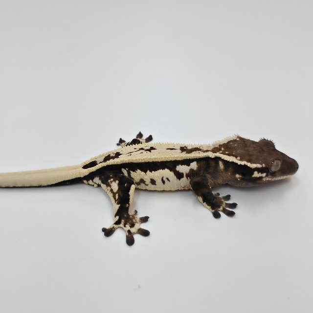 Quad Sable Full Pinstripe