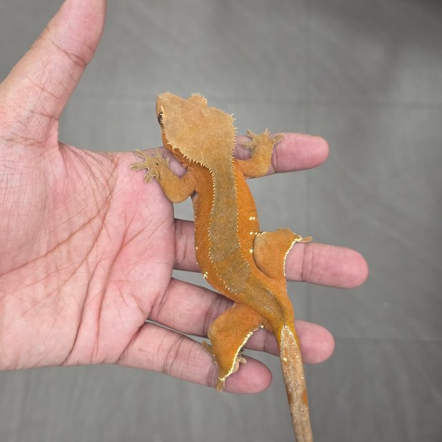 100% Het Axanthic Red Bi