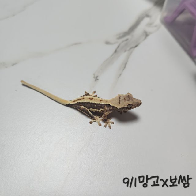 릴리화이트