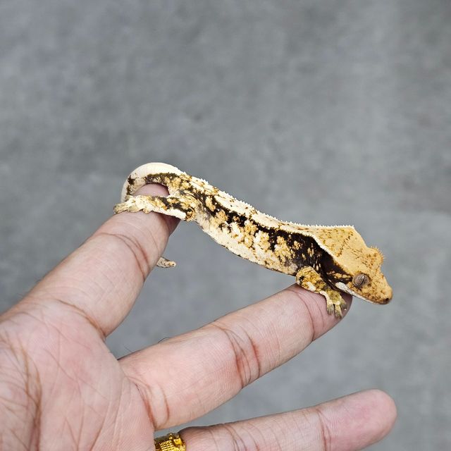 트라이