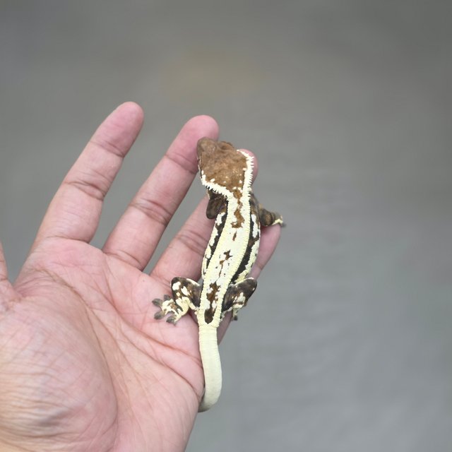 Sable Full Pinstripe Quad