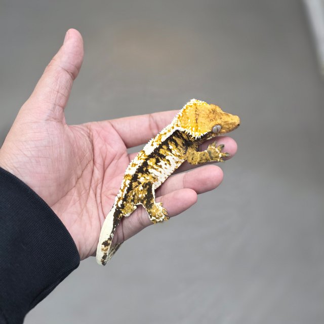 Tangerine Tri Extreme Harlequin