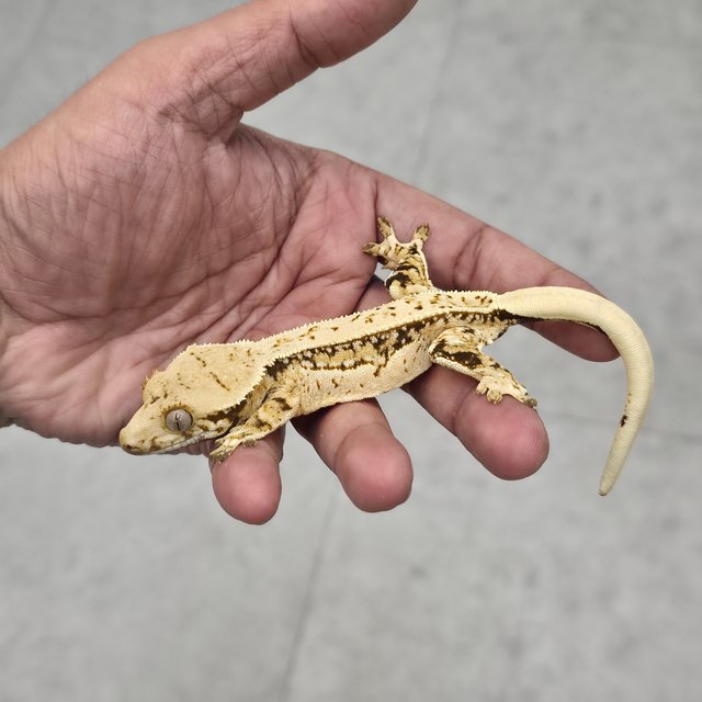 노멀 쿼드 드리피