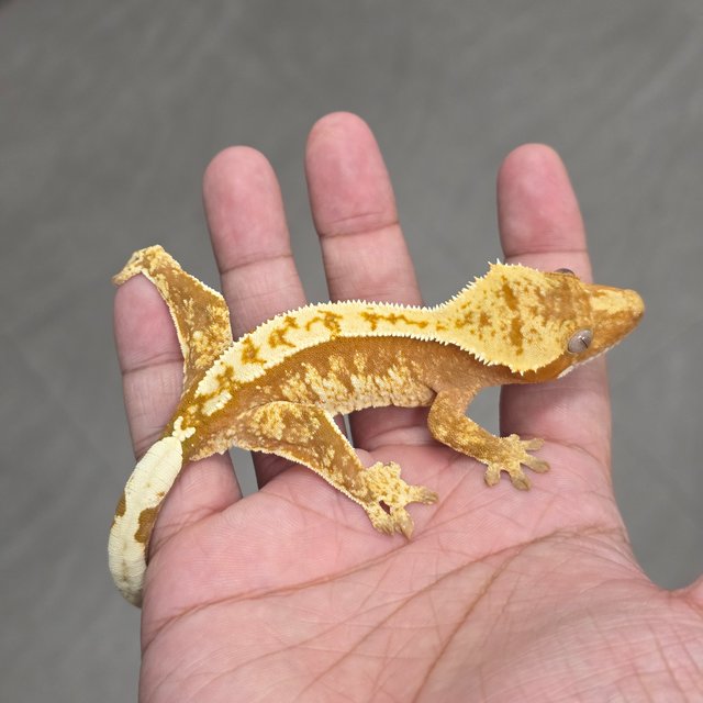 100% Het Axanthic