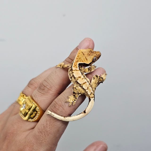 트라이