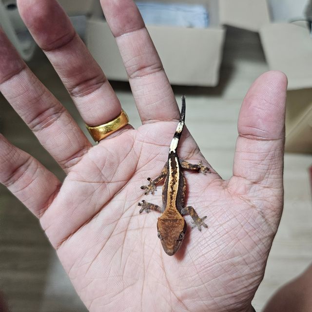 카푸치노 엠티백